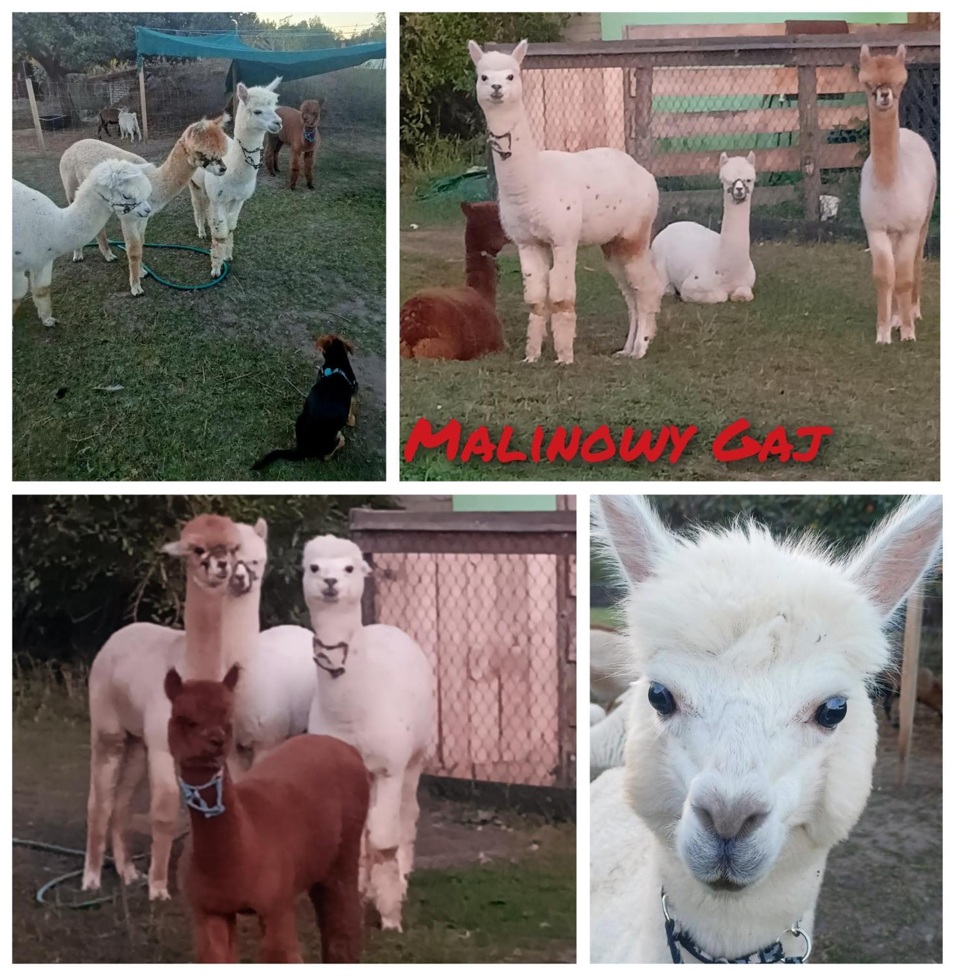 Malinowy Gaj - Agroturystyka Z Alpakami I Innymi Zwierzetami Swietajno  エクステリア 写真