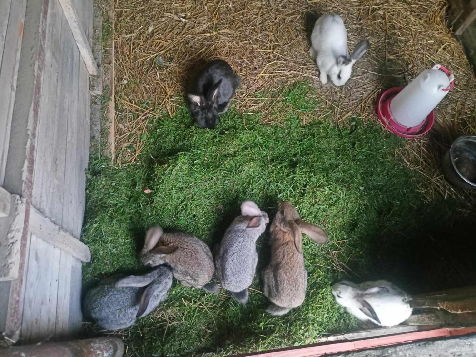 Malinowy Gaj - Agroturystyka Z Alpakami I Innymi Zwierzetami Swietajno  エクステリア 写真